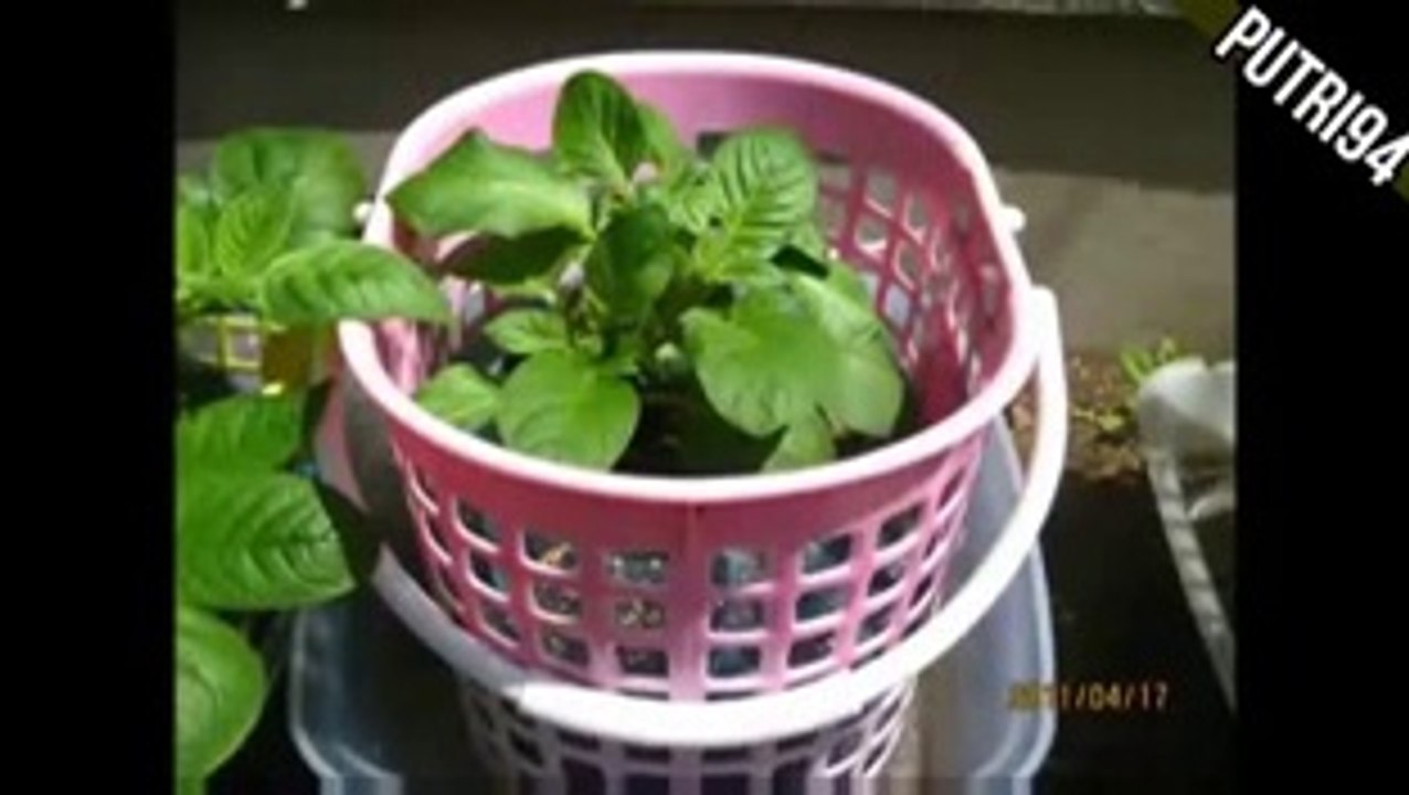 NEW easy planted potatoes