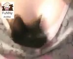 Comfortable Cat Protects Woman funny cat funny cats videos FUNNY ANIMAL   YouTube