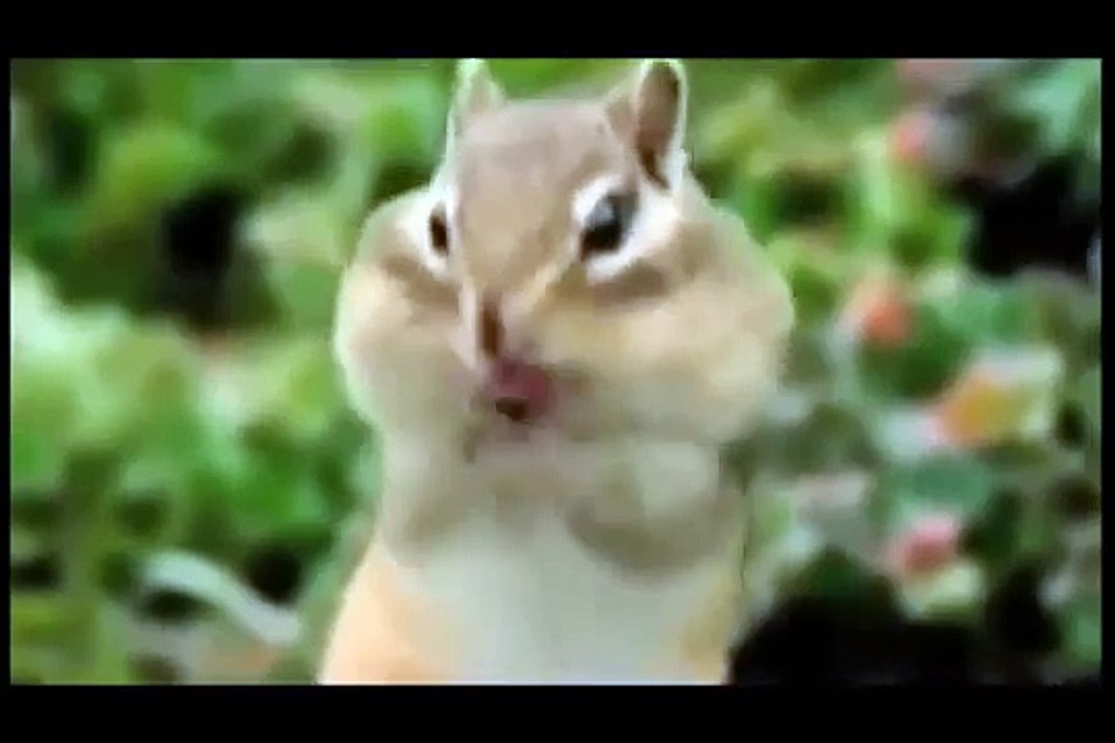 ⁣Funny video pets and wild animals compilation