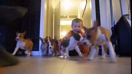 Động vật - cậu bé sống cùng 16 chú chó Basenji