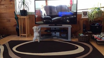 Funny Dog Copies Himself On TV