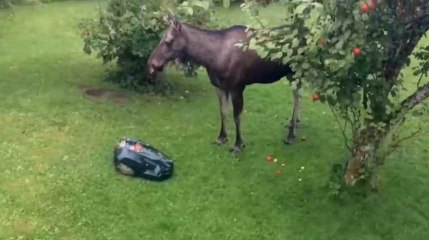 Cet élan n'a pas peur des nouvelles technologies