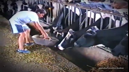 Những chú bò thông minh