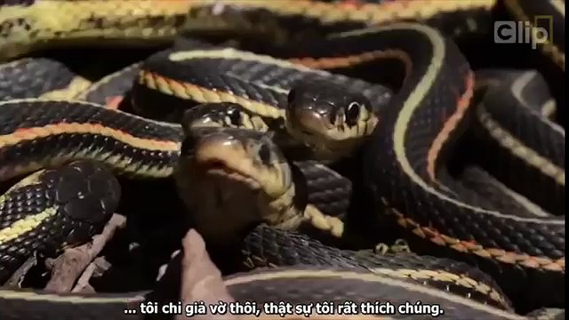 Chuyện lạ - đột nhập vào ổ rắn lớn nhất thế giới