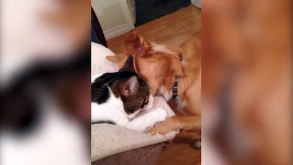Puppy Just Wants To Cuddle With Cat