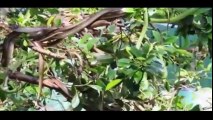 Động vật - Cận cảnh hàng trăm con rắn lục đuôi đỏ ngụy trang trên cây