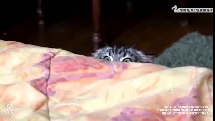 Động vật - khi mèo trở thành gián điệp