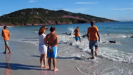 Cá heo dạt vào bờ biển