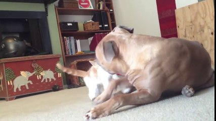 Cat and dog playin around