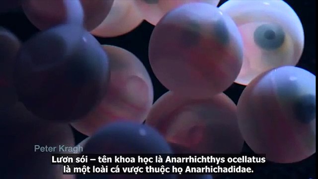 Động vật - Hành trình từ “thiên thần” hóa “ác quỷ” của quái vật đại dương