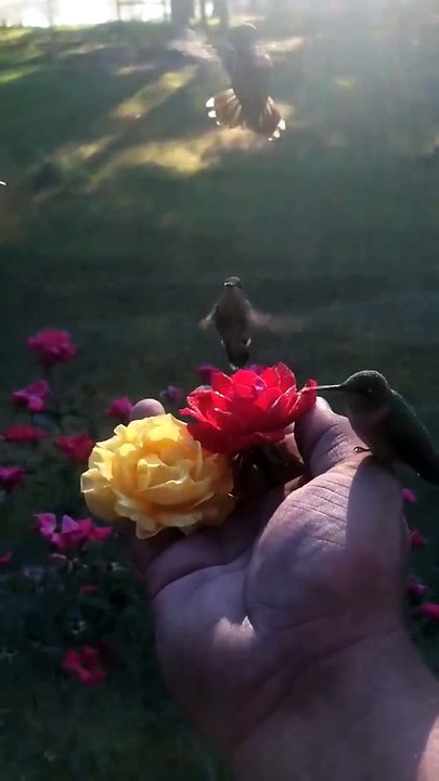 COLIBRI CAMAGUEY