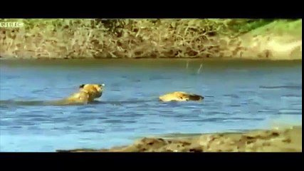 Sư tử vượt sông truy sát đàn trâu rừng