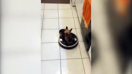 Apres Roomba Cat voici, roomba dog!