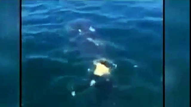 Thanh niên liều lĩnh nhảy xuống biển cưỡi cá mập để tự sướng