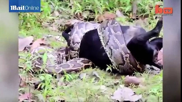 Kinh hoàng cảnh trăn cuốn, cố gắng nuốt dê vào bụng