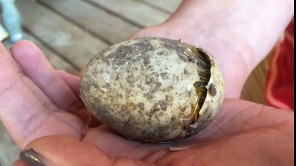 Precious duckling hatches in 60 seconds