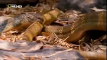 Clip hổ mang chúa nuốt chửng rắn độc 'khủng' châu Phi