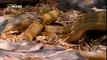 Clip hổ mang chúa nuốt chửng rắn độc 'khủng' châu Phi