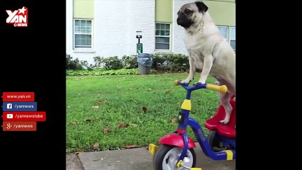tổng hợp Doug the Pug