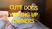 Cute dogs waking up owners