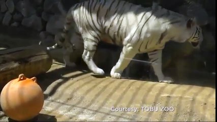 con hổ cứu con hổ