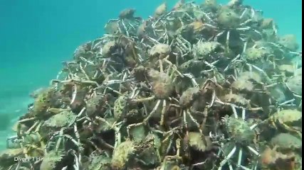 các con cua kết hợp với nhau dưới dáy biển