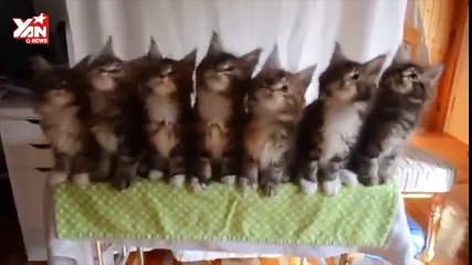 cats sync dance