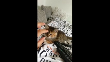 Chanson trop mignone avec un chaton... So CUTE  !