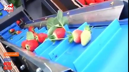 máy thu hoạch nho, dâu tây, bắp cải cực nhanh