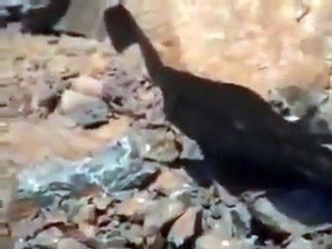 Hazrat Muhammad SAW ki Walida ki Qabar ki Ziarat ka Ahwal, Tariq Jameel Story