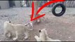 Look this  dog who shows Lions who's the boss