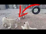 Look this  dog who shows Lions who's the boss