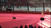 OEC 2014 - Dogdance Freestyle - Sandra & Lizzy