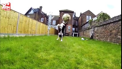dog fail