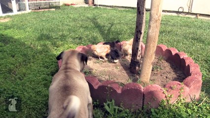 Pug Puppy Meets Easter Chicks For First Time - Puppy Love