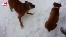 Chó rượt đuổi nhau