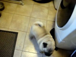Pug REFUSES to go to bed....Screams!!!!