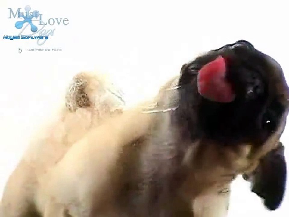 Pug Screen Cleaner