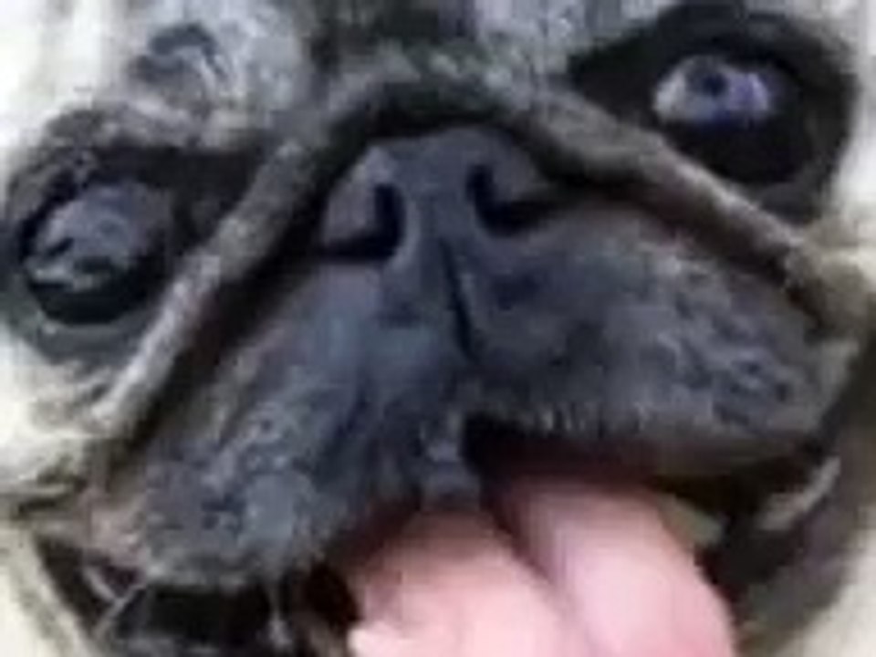 pug song !