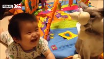 Funny Cats And Dogs And Fısh Playing With Babies