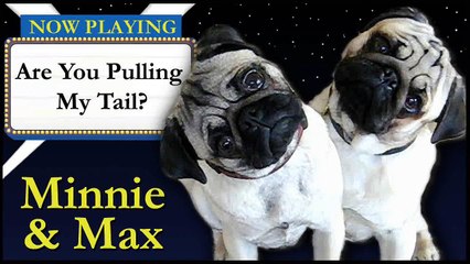 Pug Tail Pull