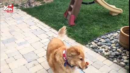 Dog Learns to Catch
