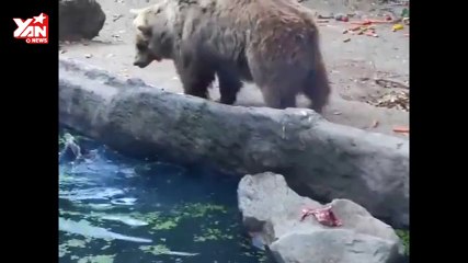 Bear rescued a crow