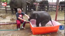 Baby Elephant Bathing 