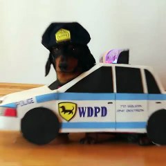 Dachshunds Play "Cops & Robbers" - Crusoe & Oakley Dachshund