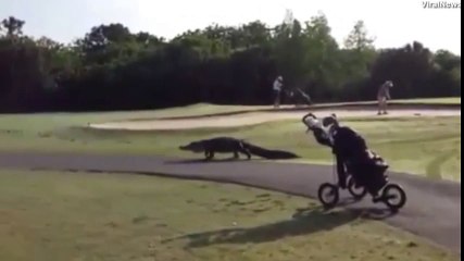 Cá sấu ở sân Golf Myakka Pines