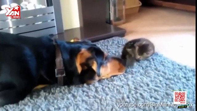 Dogs Annoying Cats with Their Friendship