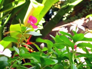 Những khung trời khác - Nguyên Thảo