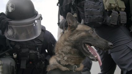 Graf, intervention squad dog of the GIGN (elite gendarmerie unit)