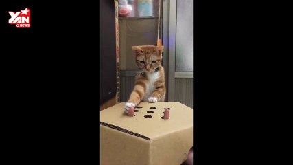 Cat Plays whack a finger